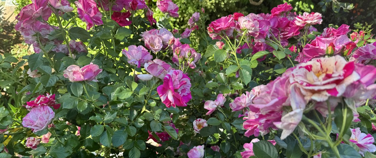 Surreyfarms. A serene haven in the foothills of Northern California