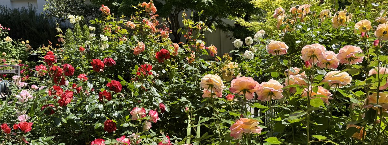 Surreyfarms. A serene haven in the foothills of Northern California