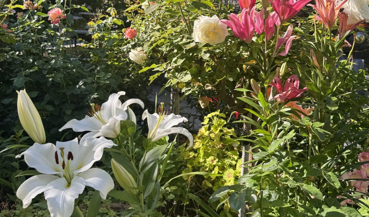 Surreyfarms. A serene haven in the foothills of Northern California